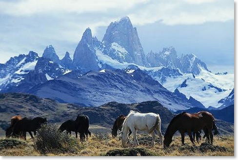 wild horses grazing in argentina below the peaks of the andes