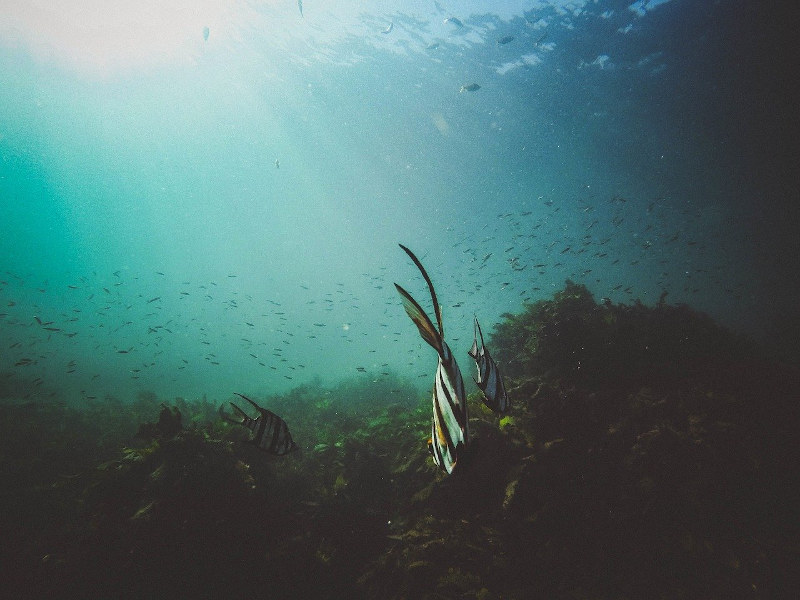 Freediving in Cape Town