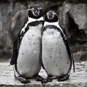 Penguins huddling
