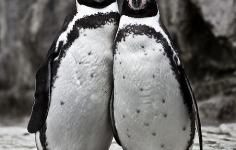 Penguins huddling