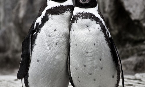 Penguins huddling