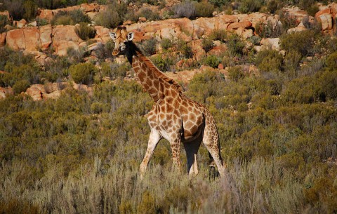 Cape Town Safari
