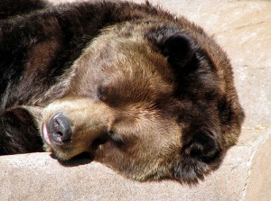 snoring Bear