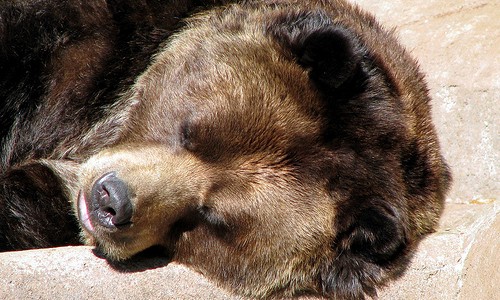 snoring Bear