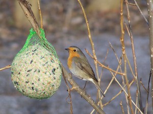 Robin redbreast