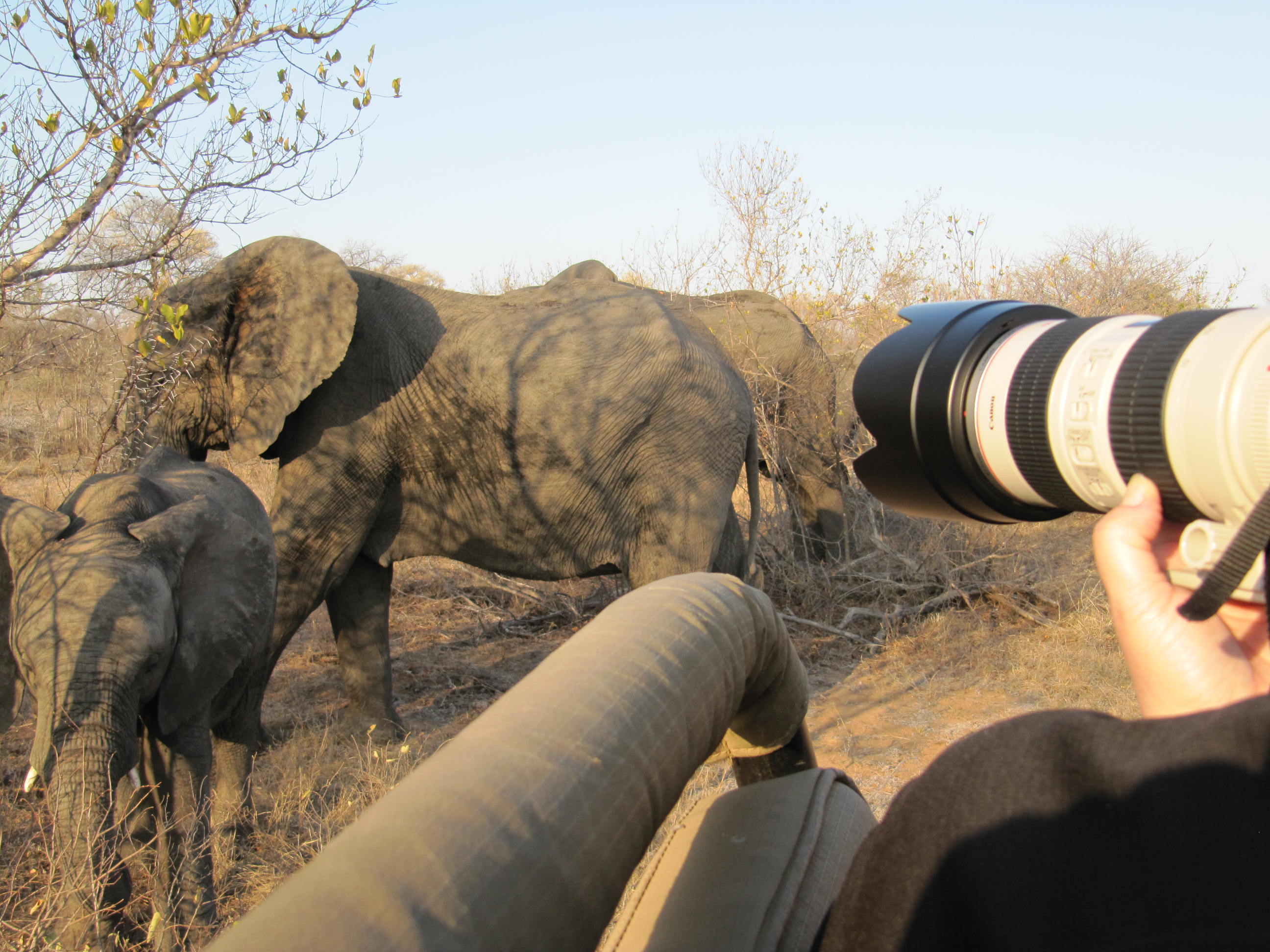 Elephants Motswari