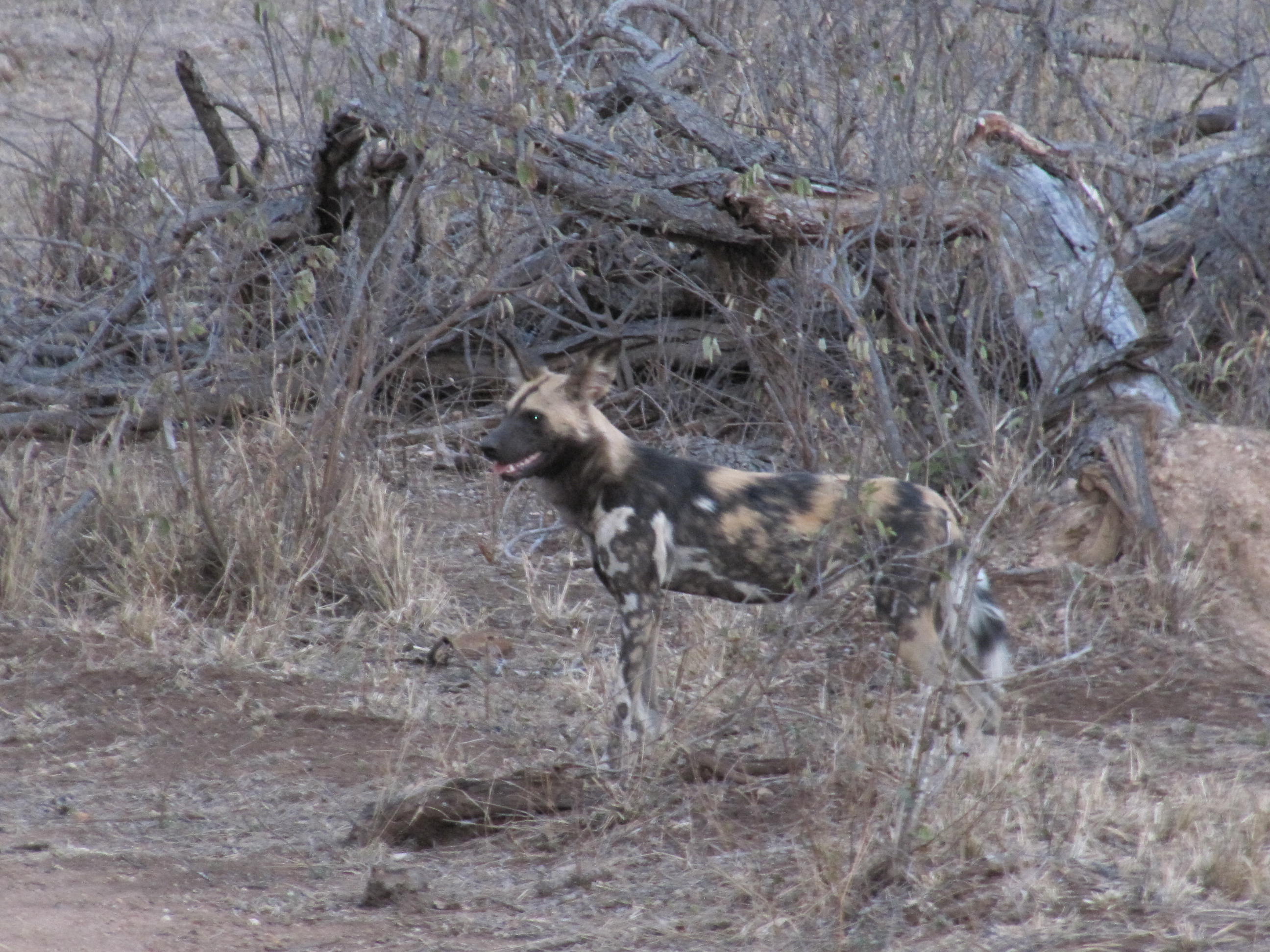 Kruger Park Wild Dogs
