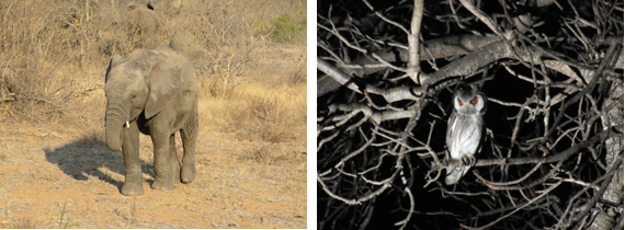 Owl & Baby Elephant at Motswari