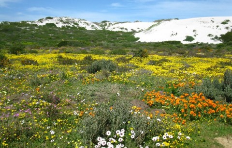 West Coast National Park Flowers