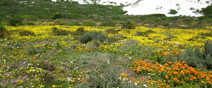 West Coast National Park Flowers