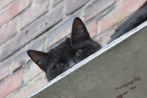 Cat Cafe in Vienna