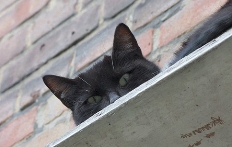 Cat Cafe in Vienna