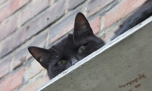 Cat Cafe in Vienna