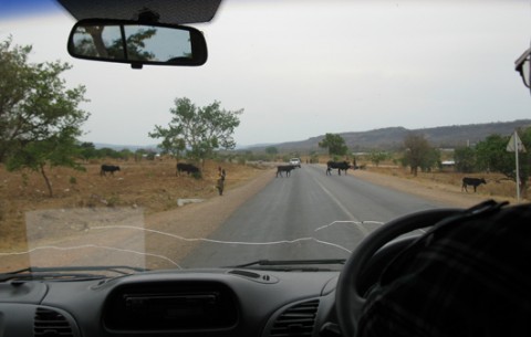 Cows crossing the road, Zambia