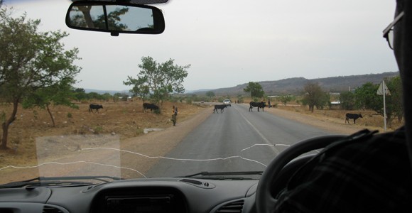 Cows crossing the road, Zambia