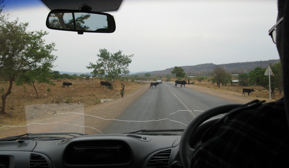 Cows crossing the road, Zambia