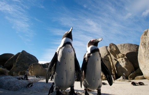 boulders-beach-penguins-cape-town