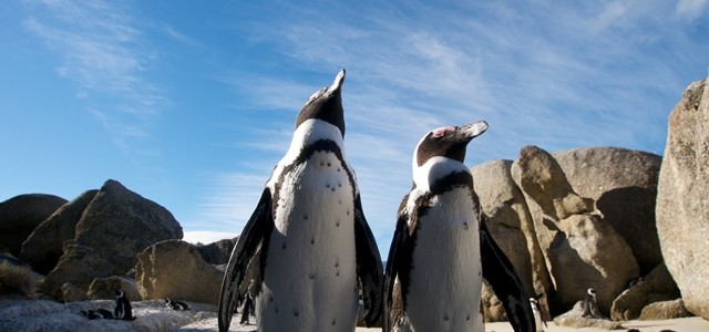 boulders-beach-penguins-cape-town