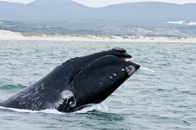 Whale breaching near the Western Cape, South Africa