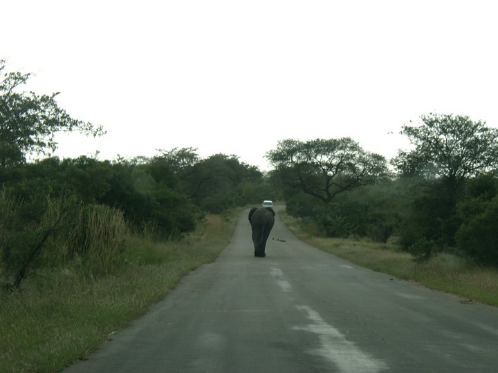 An elephant in the road in the Kruger National Park, South Africa.