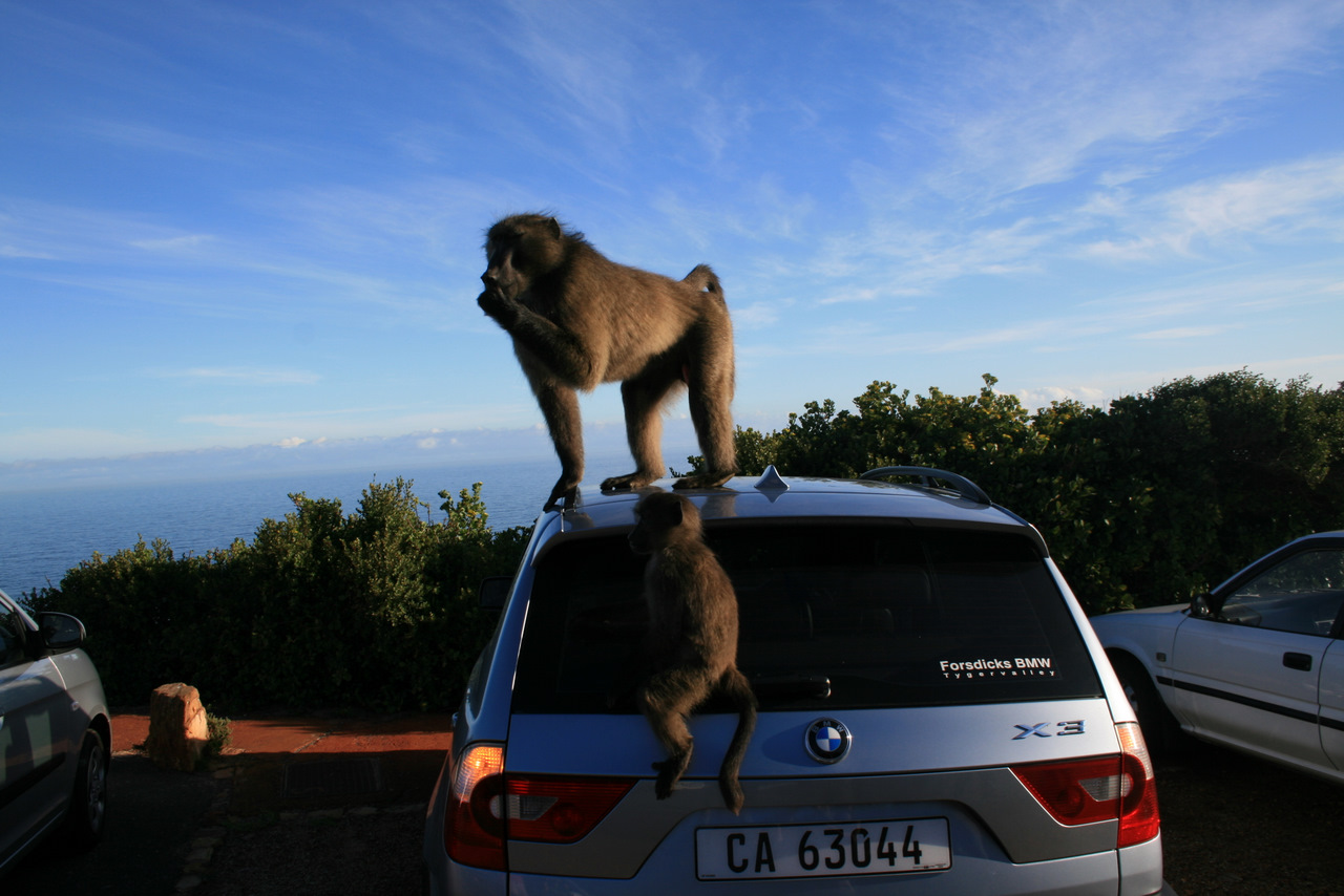 Baboons dominate a vehicle near the Cape of Good Hope.