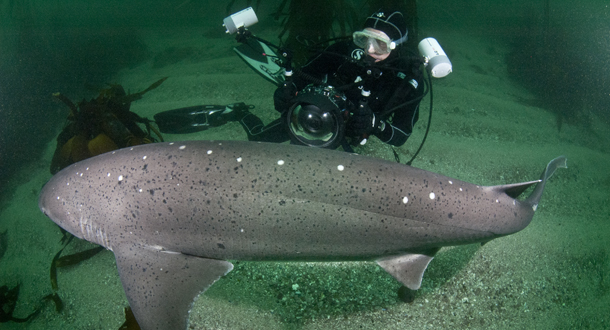 Sevengill Shark Diving - Animal Ocean Sevengill Shark Diving off Miller's Point, Simonstown.