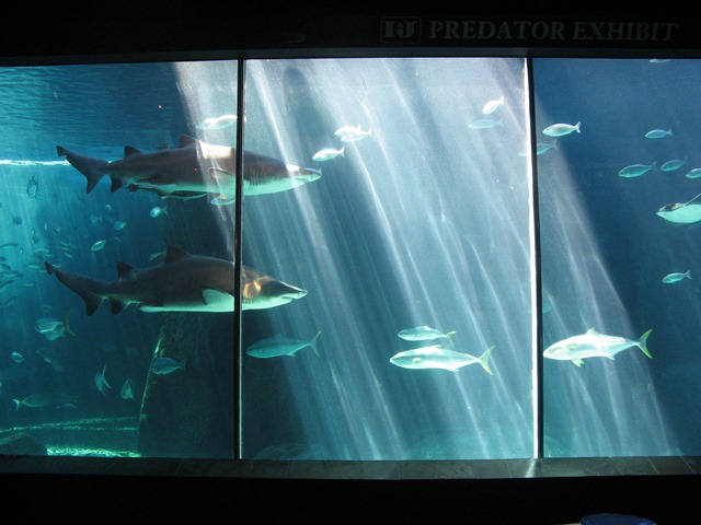 The predator exhibit at the Two Oceans Aquarium near the V&A Waterfront in Cape Town.
