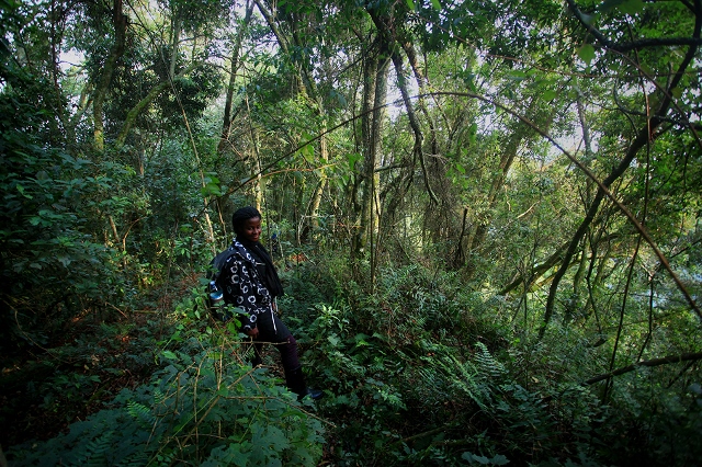 Forest Walk