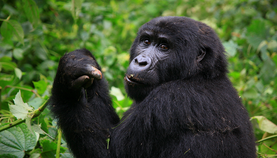 Gorilla Trekking Uganda