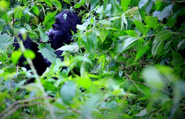 Hidden Gorilla Bwindi Forest