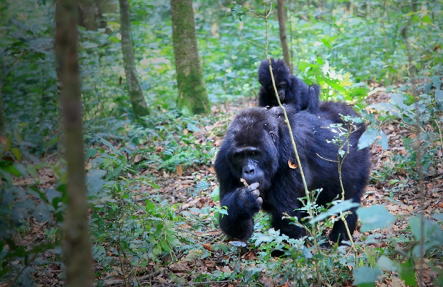 Mom and Baby Gorilla