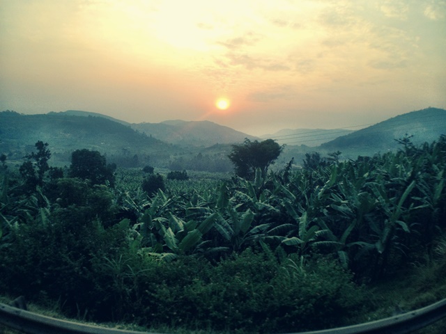 Tea Plantation Uganda