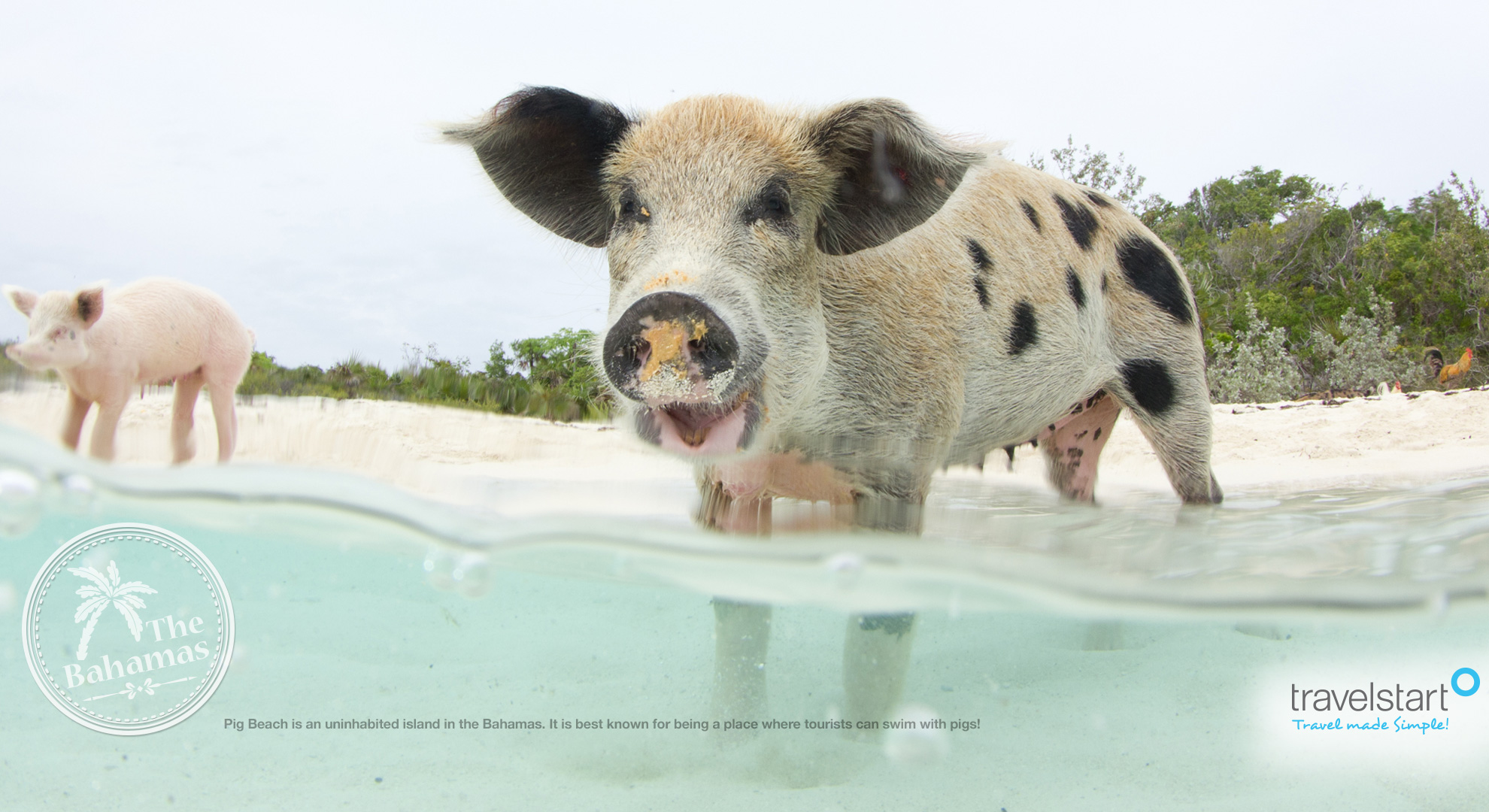 Download your free May 2014 wallpaper calendar featuring the swimming pigs of The Bahamas.