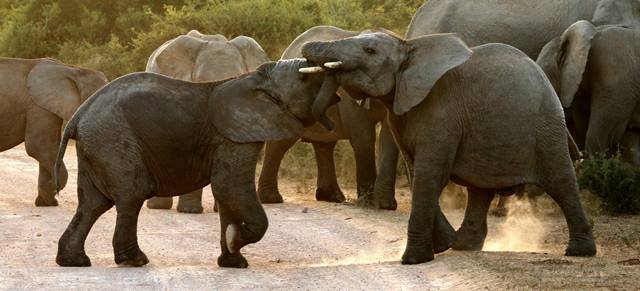 Addo Elephant Park