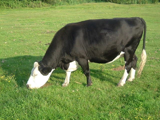 Guinness Cow