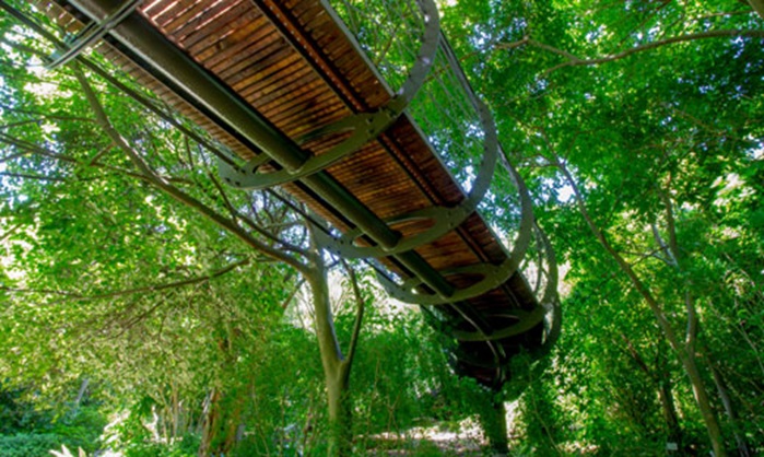 Kirstenbosch Boomslang