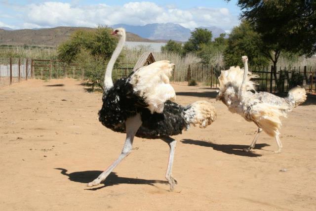 Ostrich Farm Oudsthoorn