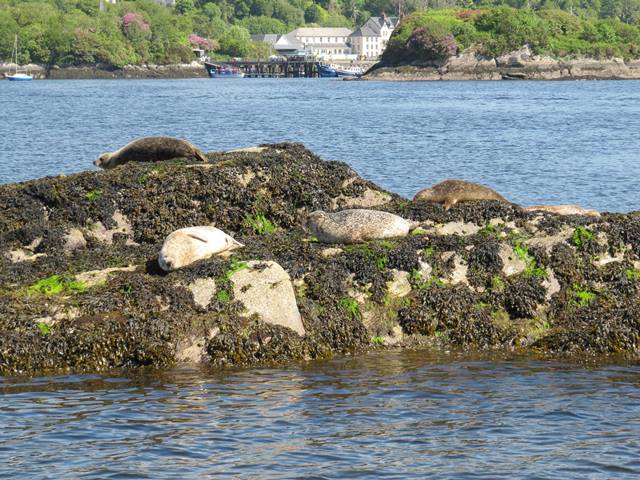 Seals in Bantry Bay