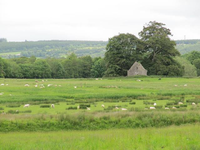 Sheep in Ireland