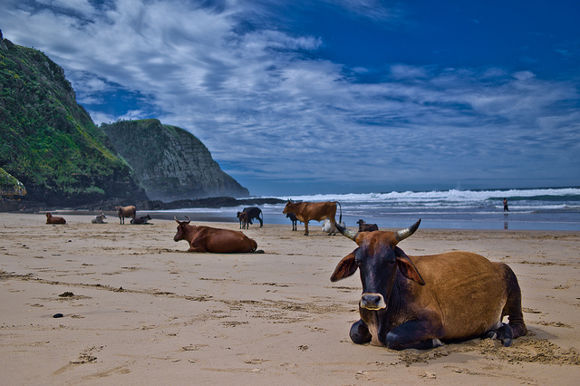 Cows on the beach at Coffee Bay - secluded beaches South Africa