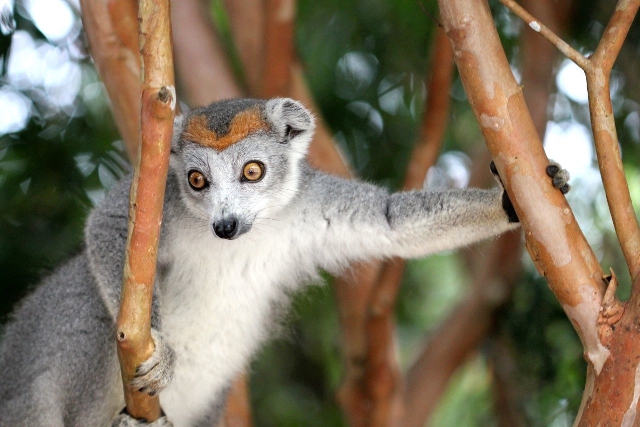 Dawn Jorgensen, Andasibe Reserve, Common Brown Lemur