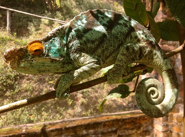 Dawn Jorgensen, Peyrieras Reptile Park, Giant Chameleon
