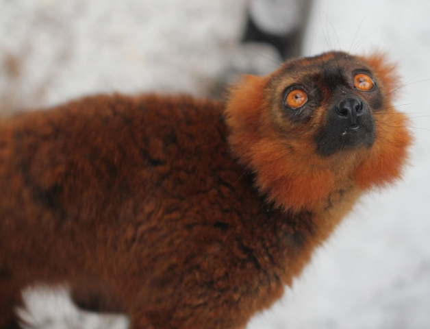 Dawn Jorgensen, Red Ruffed Lemur 1