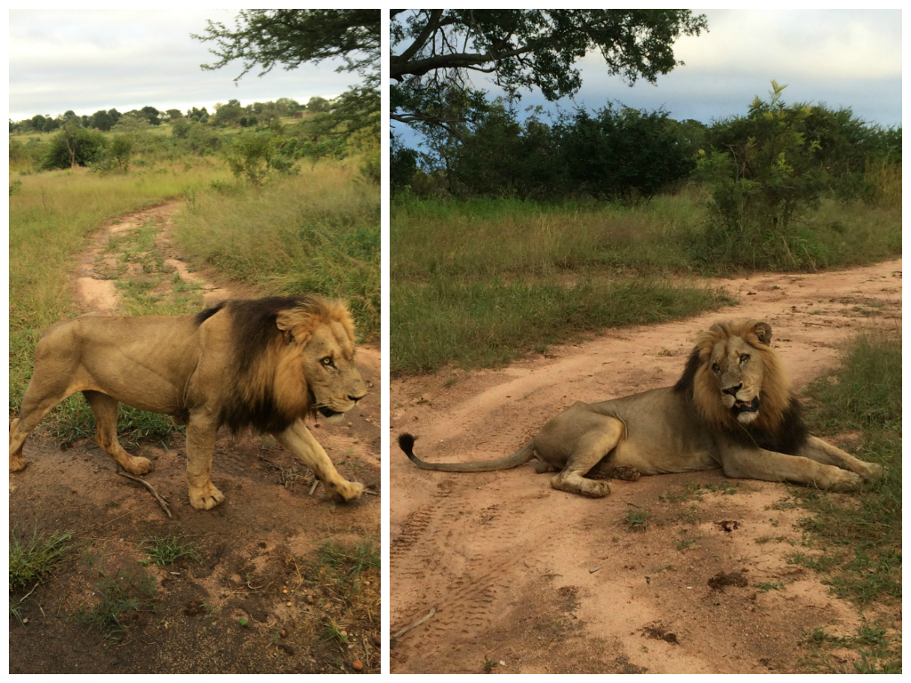 Ulusaba Lions
