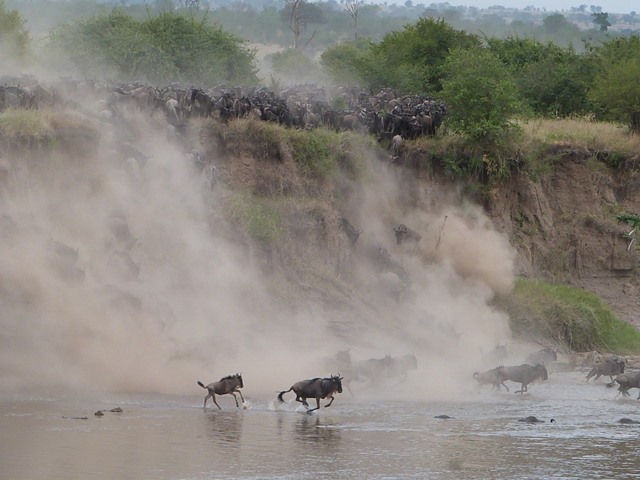 01-Discover-Africa-Migration-crossing-Ainslie-Wilson