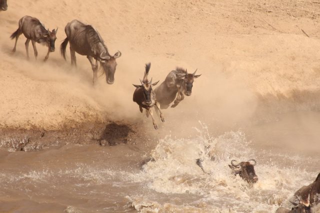 02-the-jump-discover-africa-serengeti-pius-asilia-africa