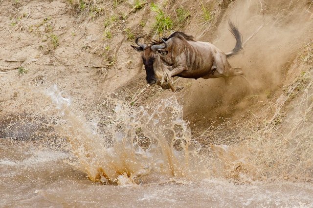 10-Discover-Africa-big-jump-wildebeest-migration-tom-white-kicheche
