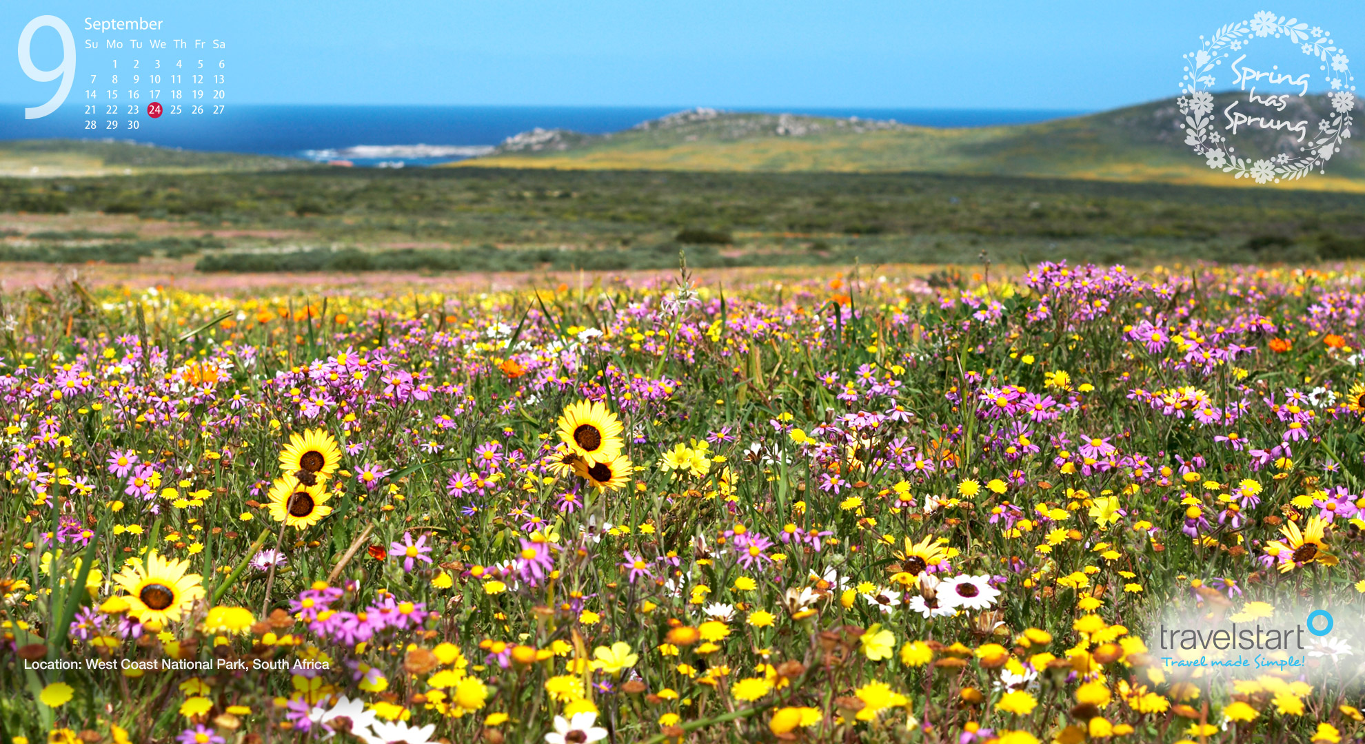 Download your free September 2014 wallpaper calendar featuring the West Coast National Park spring flowers.
