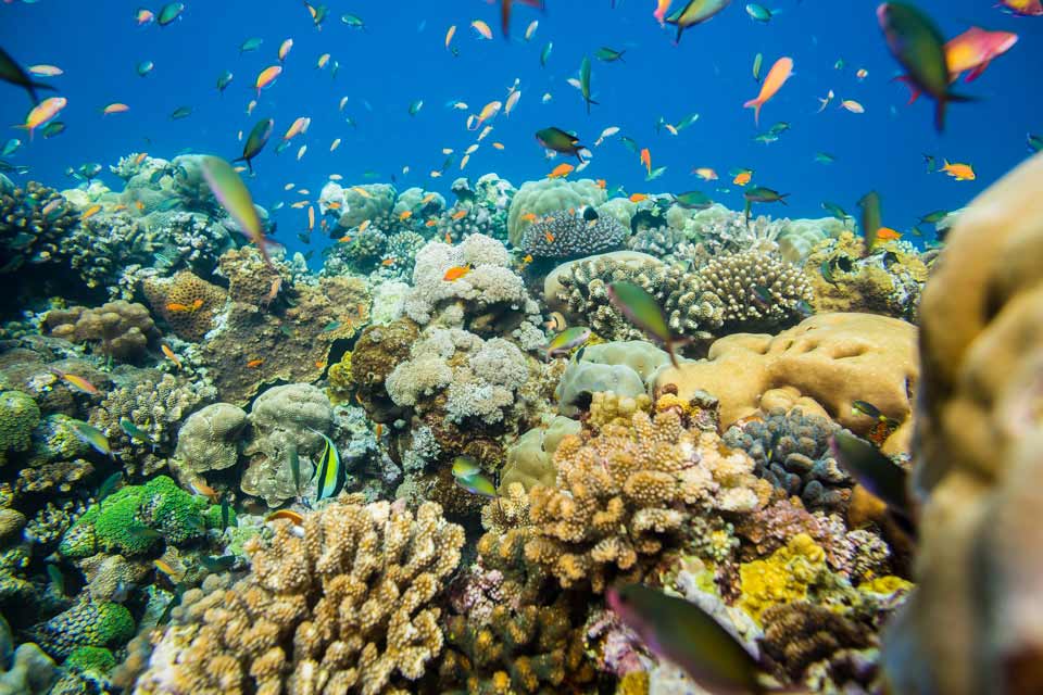 Underwater at Pemba Mozambique.