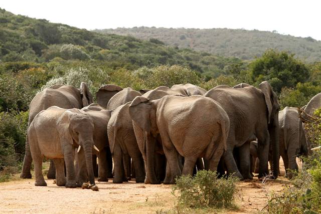Addo Elephant National Park
